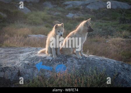 Beau chien de traîneau Groenland avec rétroéclairage lumineux du chaud soleil d'été. Ilulissat, Groenland. Groenland Chien Banque D'Images