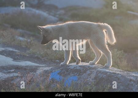 Beau chien de traîneau Groenland avec rétroéclairage lumineux du chaud soleil d'été. Ilulissat, Groenland. Groenland Chien Banque D'Images