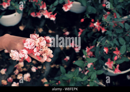 Gros plan sur les fleurs rose fuchsia hardy main femme en vue de dessus avec des plantes ornementales dans l'arrière-plan flou jardin Banque D'Images