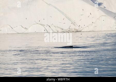 Plongée près de baleines entre les icebergs d'Ilulissat. Leur source est par le glacier Jakobshavn. réchauffement climatique, Groenland Banque D'Images