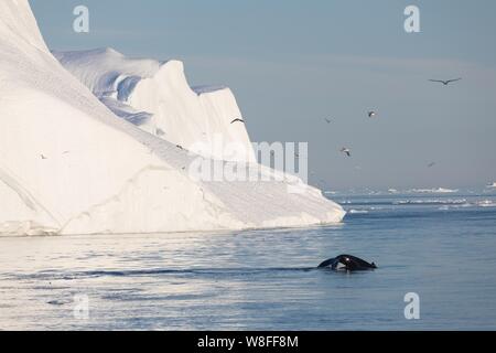 Plongée près de baleines entre les icebergs d'Ilulissat. Leur source est par le glacier Jakobshavn. réchauffement climatique, Groenland Banque D'Images