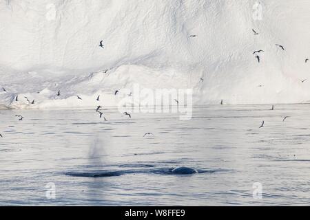 Plongée près de baleines entre les icebergs d'Ilulissat. Leur source est par le glacier Jakobshavn. réchauffement climatique, Groenland Banque D'Images