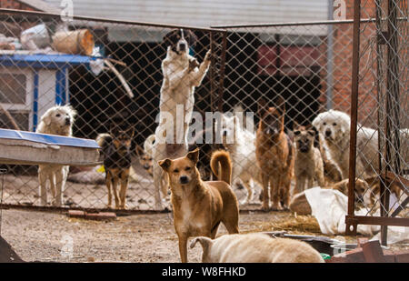 Les chiens qui ont été sauvées par l'ancien homme millionnaire chinois Wang Yan (mâle) sont illustrés à son animal rescue center à Changchun city, au nord-est de la Chine Banque D'Images