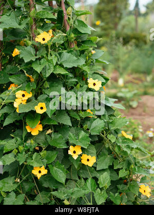 Black-eyed Susan vigne (Thunbergia alata) croissant sur un treillis. Banque D'Images