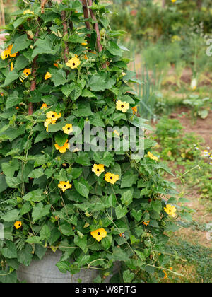 Black-eyed Susan vigne (Thunbergia alata) croissant sur un treillis. Banque D'Images