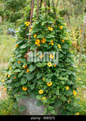 Black-eyed Susan vigne (Thunbergia alata) croissant sur un treillis. Banque D'Images