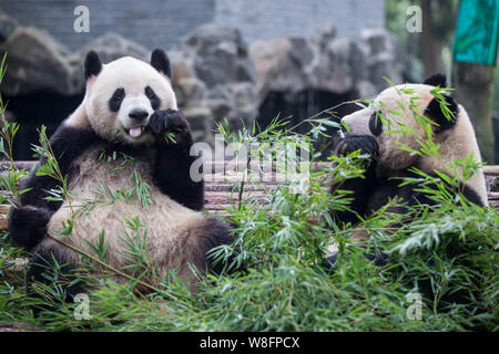 Panda géant twins Chengda et Chengxiao profiter au bambou Hangzhou Hangzhou Zoo en ville, est de la Chine, la province du Zhejiang, 14 août 2015. Pan géant Banque D'Images
