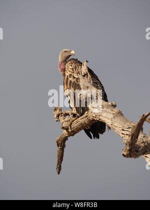 Ruppells Vautour fauve Gyps Rueppelli Afrique Tanzanie Banque D'Images