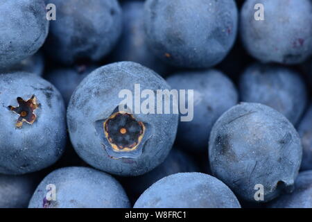 Les baies mûres bleuets juteux grands fruits délicieux aliments sains Banque D'Images