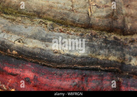 Nature motif multicolore palette naturelle de lignes courbes de champignons bouleau texture cap Banque D'Images