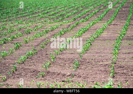 Les jeunes pousses de maïs vert growing in field Banque D'Images