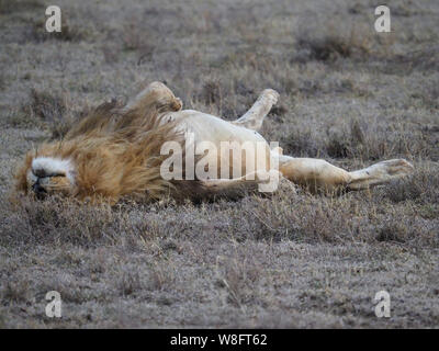 Lion paresseux portant sur son dos le Serengeti en Tanzanie Banque D'Images