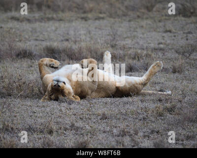 Lazy Lionne portant sur son dos le Serengeti en Tanzanie Banque D'Images