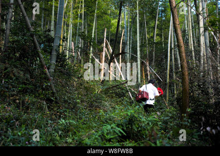 (190809) -- NANCHANG, 9 août 2019 (Xinhua) -- Gao Yinshui est vu sur son chemin à une visite à domicile dans la région de Lixin Village de Meiling dans la ville de Nanchang District Wanli, Ville de la Province de Chine orientale, le 8 août 2019. Presque tous les jours au cours des quatre dernières décennies, 69 ans, médecin de village Yinshui Gao promenades pour miles sur les routes de montagne pour voir ses patients dans 9 villages différents. À la fin de 1970, la mère de Gao avait une urgence et a eu la chance d'être sauvé par un médecin rural local. À cause de cela, Gao Yinshui a renoncé à l'occasion d'être un enseignant et a choisi de devenir un médecin rural. Cependant, elle n'a pas de moi Banque D'Images