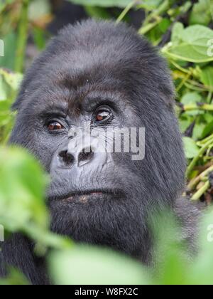 Le gorille des montagnes sauvages de l'Afrique retour d'argent Banque D'Images