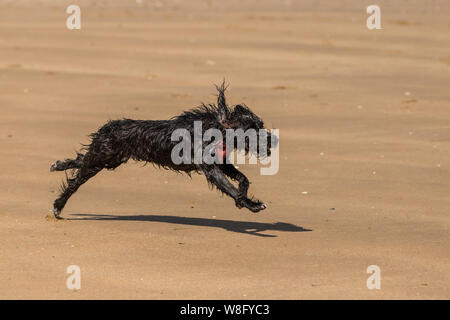 Shaggy un chien mouillé à la poursuite d'un ballon sur la plage Banque D'Images