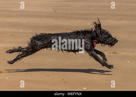 Shaggy un chien mouillé à la poursuite d'un ballon sur la plage Banque D'Images