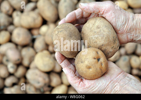 Gardener's hands holding freshly harvested pommes de terre biologiques , vue de dessus Banque D'Images