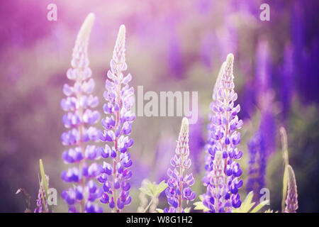 Fleurs parfumées rose vif de lupin s'épanouir sur le terrain, complètement envahi par les fleurs, sous le soleil d'été, jour heureux. Banque D'Images