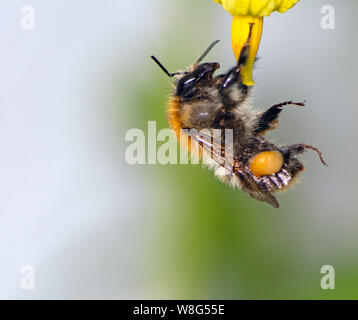 Macro d'un bourdon (Bombus pascuorum) sur une fleur fleur Banque D'Images