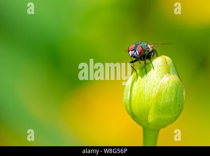 Macro d'une fly assis sur une fleur Banque D'Images