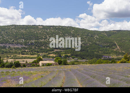 Champ de lavande sur le Plateau de Valensole, Provence, France. Banque D'Images