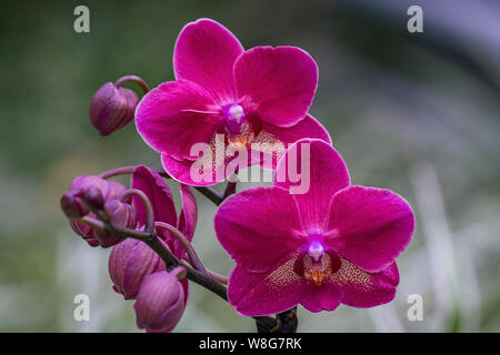 Close up détaillée des fleurs orchidée magenta avec un arrière-plan flou floue Banque D'Images