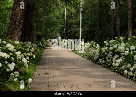 Moscou, Russia-August 6, 2019 : l'inscription de personnes à pied le long d'un chemin bordé de fleurs hortensia blanc au parc Sokolniki à Moscou Banque D'Images