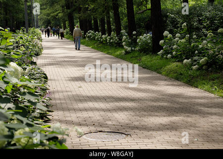 Moscou, Russia-August 6, 2019 : l'inscription de personnes à pied le long d'un chemin bordé de fleurs hortensia blanc au parc Sokolniki à Moscou Banque D'Images