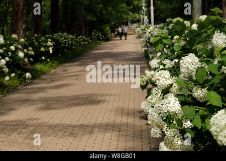 Moscou, Russia-August 6, 2019 : l'inscription de personnes à pied le long d'un chemin bordé de fleurs hortensia blanc au parc Sokolniki à Moscou Banque D'Images