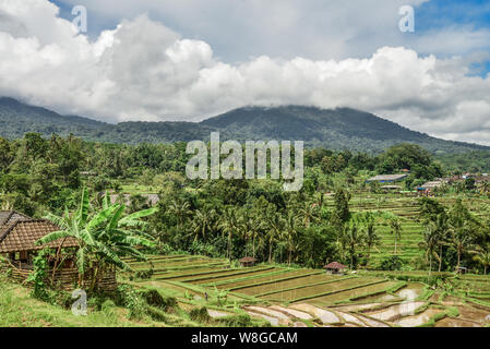 Champs de riz vert sur l'île de Bali, Ubud, Indonésie près de Jatiluwih Banque D'Images