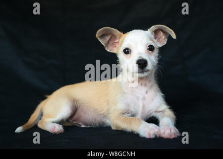 Starpaws photoshoot chiot du sauvetage Neo et Farley. Ne pas adopter shop. Super mignon grandes oreilles Banque D'Images