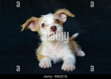 Starpaws photoshoot chiot du sauvetage Neo et Farley. Ne pas adopter shop. Super mignon grandes oreilles Banque D'Images