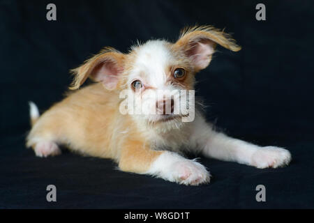 Starpaws photoshoot chiot du sauvetage Neo et Farley. Ne pas adopter shop. Super mignon grandes oreilles Banque D'Images