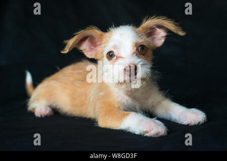 Starpaws photoshoot chiot du sauvetage Neo et Farley. Ne pas adopter shop. Super mignon grandes oreilles Banque D'Images