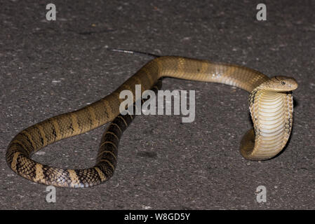 Cobra Royal (Ophiophagus hannah) le plus grand serpent venimeux sur une route de nuit, NP Thaïlande Kaeng Krachan Banque D'Images