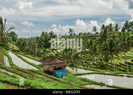 Champs de riz vert sur l'île de Bali, Ubud, Indonésie près de Jatiluwih Banque D'Images