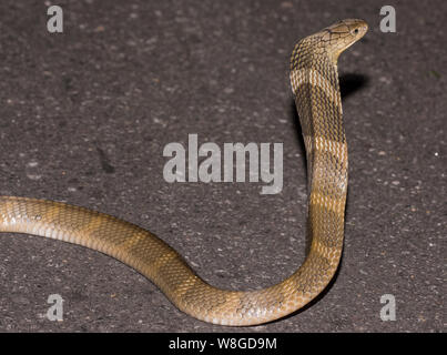 Cobra Royal (Ophiophagus hannah) le plus grand serpent venimeux sur une route de nuit, NP Thaïlande Kaeng Krachan Banque D'Images