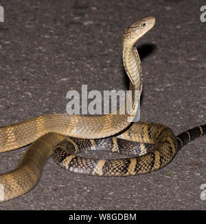 Cobra Royal (Ophiophagus hannah) le plus grand serpent venimeux sur une route de nuit, NP Thaïlande Kaeng Krachan Banque D'Images