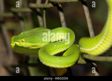 La photo en gros plan d'un White-Lipped (Trimeresurus albolabris Pit Viper) recroquevillé en Thaïlande Banque D'Images