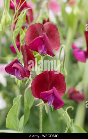 Lathyrus odoratus 'Black Knight' grimpeur annuel. Un très parfumées, traditionnelles, à pois avec des fleurs Banque D'Images