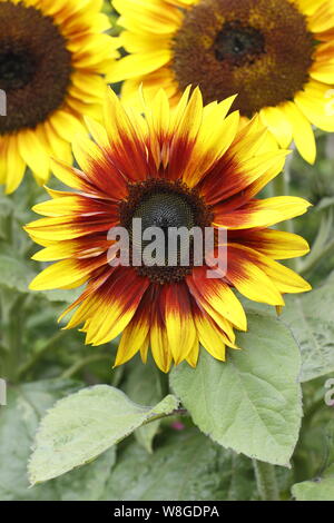 Helianthus annuus 'Firecracker'. Fleurs de tournesol nain dans un jardin d'été frontière. UK Banque D'Images