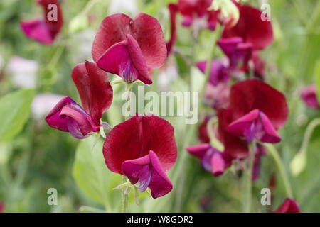 Lathyrus odoratus 'Black Knight' grimpeur annuel. Un très parfumées, traditionnelles, à pois avec des fleurs Banque D'Images