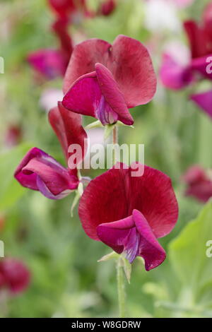 Lathyrus odoratus 'Black Knight' grimpeur annuel. Un très parfumées, traditionnelles, à pois avec des fleurs Banque D'Images