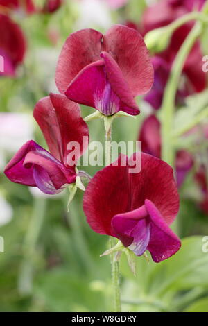 Lathyrus odoratus 'Black Knight' grimpeur annuel. Un très parfumées, traditionnelles, à pois avec des fleurs Banque D'Images