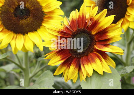 Helianthus annuus 'Firecracker'. Fleurs de tournesol nain dans un jardin d'été frontière. UK Banque D'Images