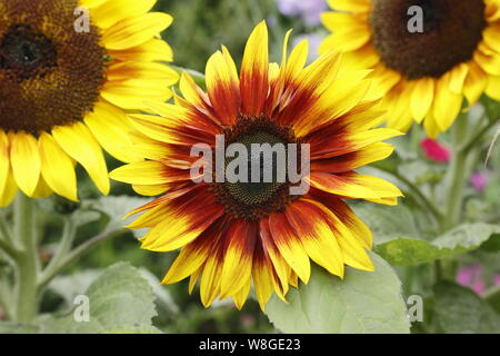 Helianthus annuus 'Firecracker'. Fleurs de tournesol nain dans un jardin d'été frontière. UK Banque D'Images