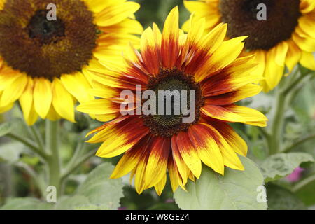 Helianthus annuus 'Firecracker'. Fleurs de tournesol nain dans un jardin d'été frontière. UK Banque D'Images