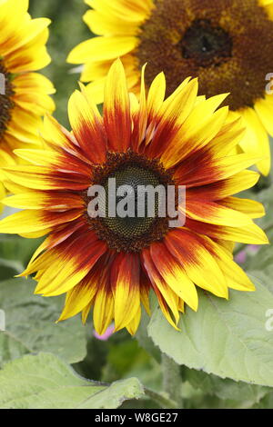 Helianthus annuus 'Firecracker'. Fleurs de tournesol nain dans un jardin d'été frontière. UK Banque D'Images