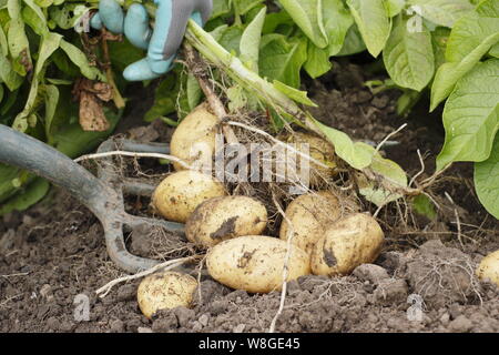 Solanum tuberosum. Récolte des premières pommes de terre 'Lady Christl' à la main dans un jardin de cuisine. ROYAUME-UNI Banque D'Images